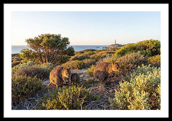 Quokka Family At Sunset