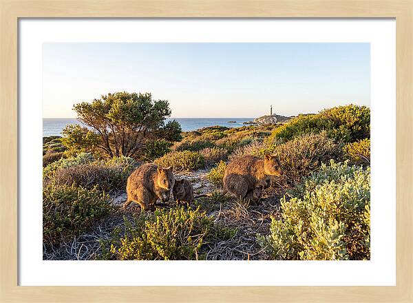 Quokka Family At Sunset