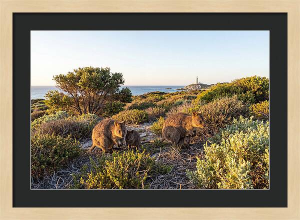 Quokka Family At Sunset