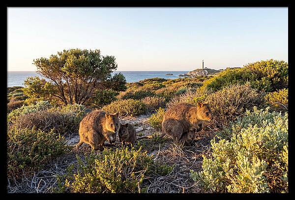 Quokka Family At Sunset