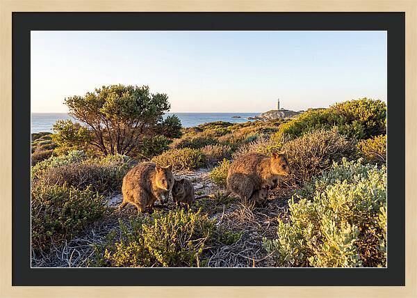 Quokka Family At Sunset