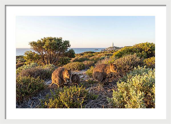 Quokka Family At Sunset