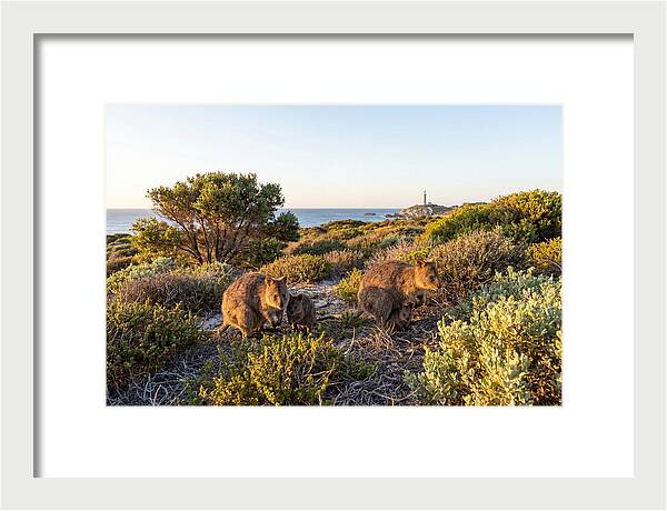 Quokka Family At Sunset