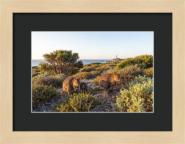 Quokka Family At Sunset