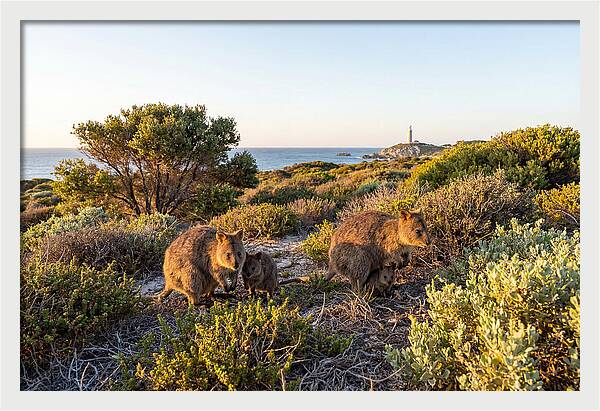 Quokka Family At Sunset