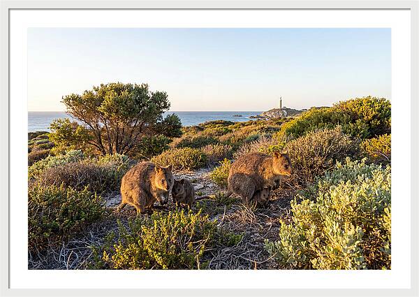 Quokka Family At Sunset