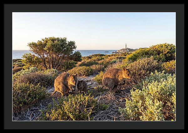 Quokka Family At Sunset