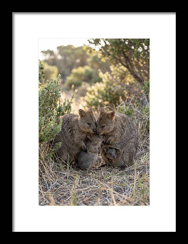 Quokka Family Embrace