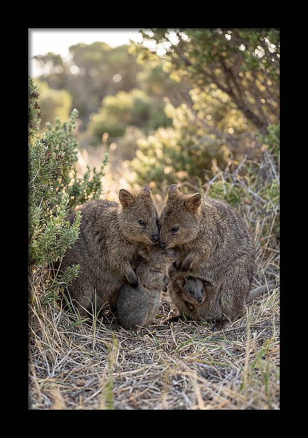 Quokka Family Embrace
