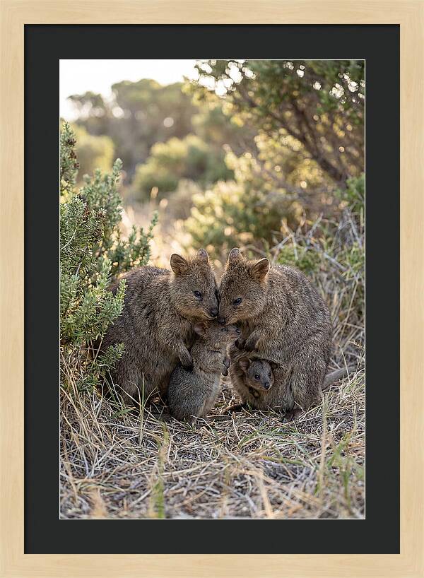 Quokka Family Embrace