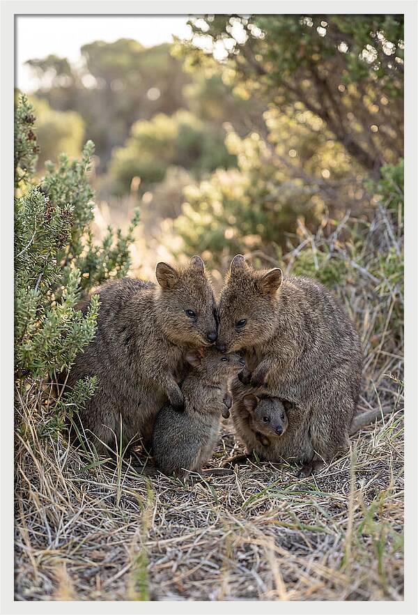 Quokka Family Embrace