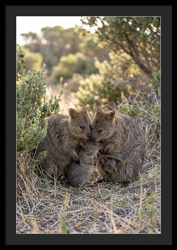 Quokka Family Embrace