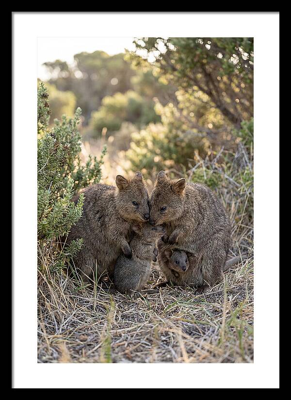 Quokka Family Embrace