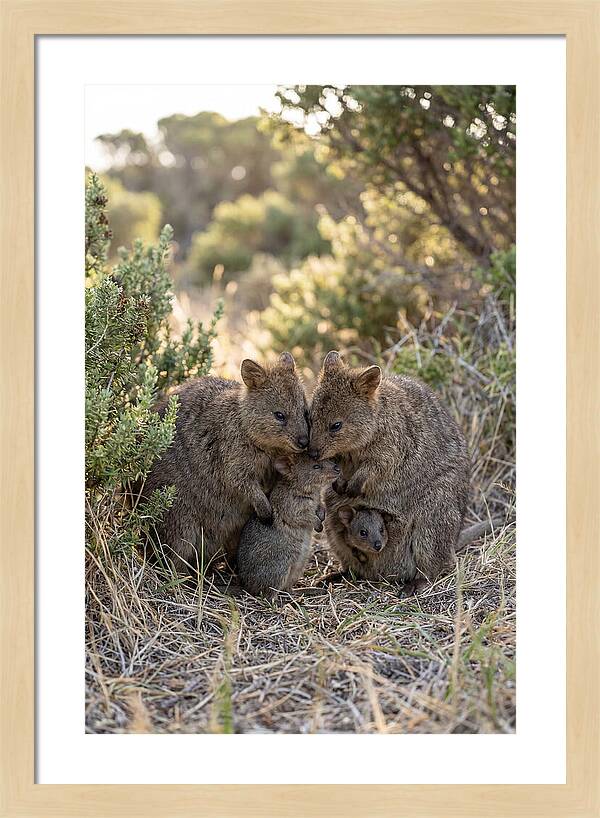 Quokka Family Embrace