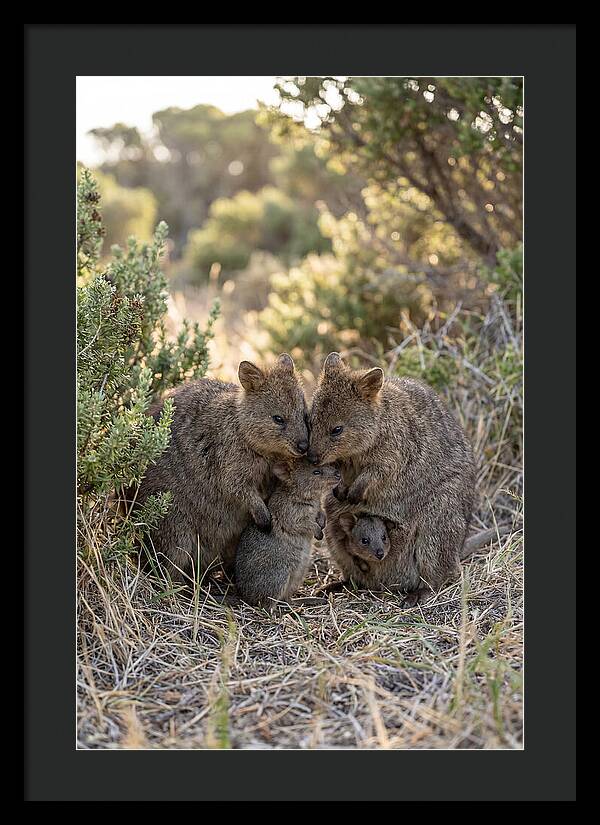 Quokka Family Embrace