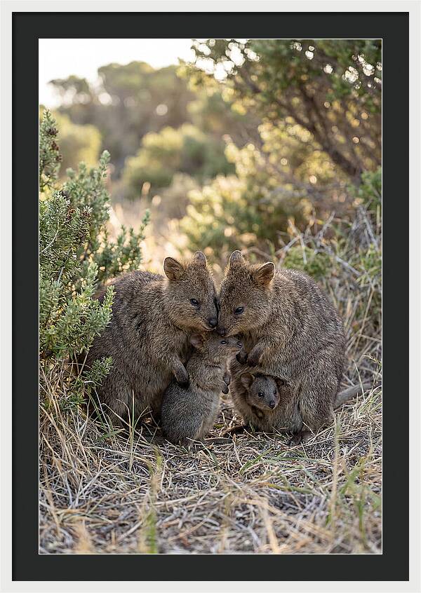 Quokka Family Embrace