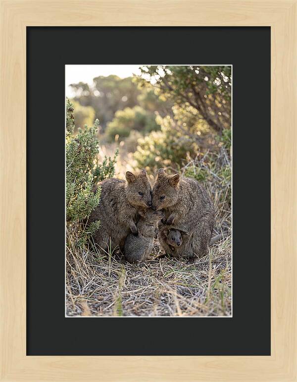 Quokka Family Embrace