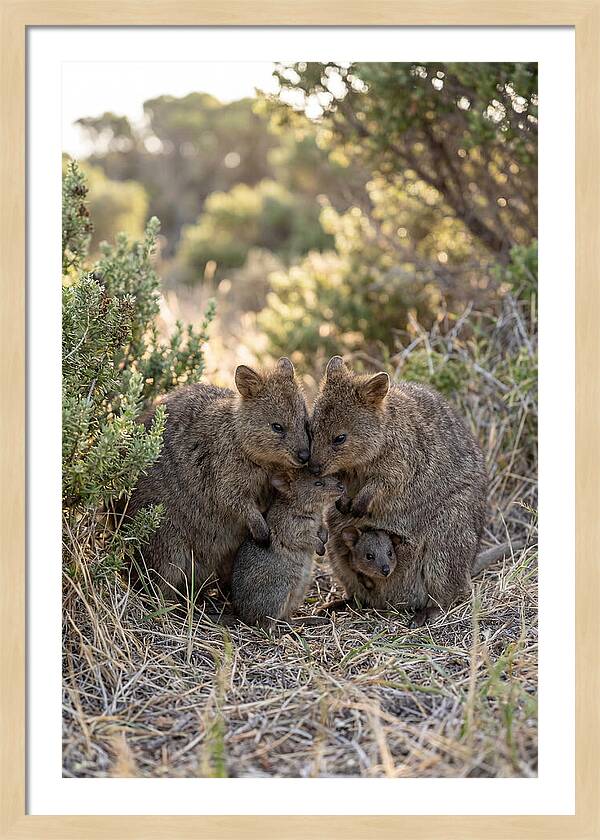 Quokka Family Embrace