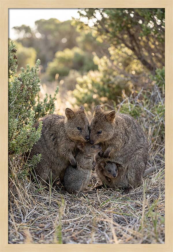 Quokka Family Embrace