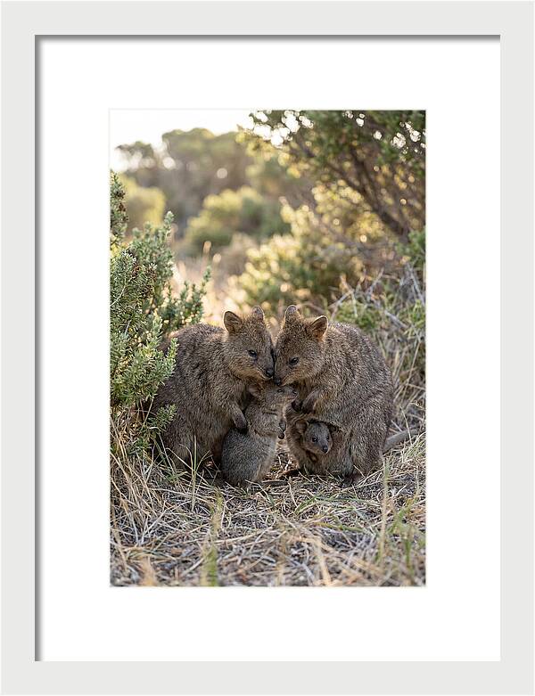 Quokka Family Embrace