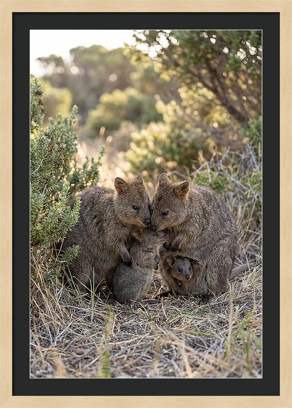 Quokka Family Embrace