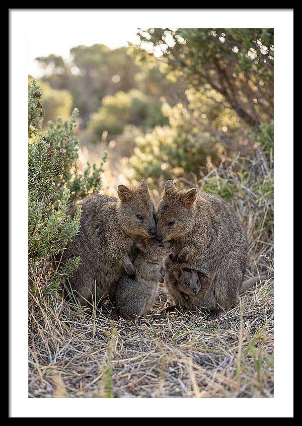 Quokka Family Embrace