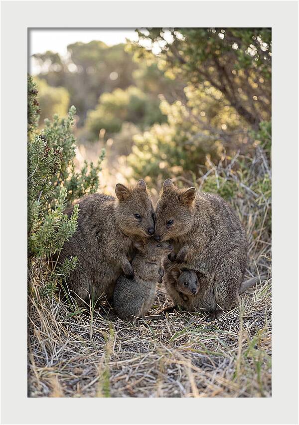 Quokka Family Embrace