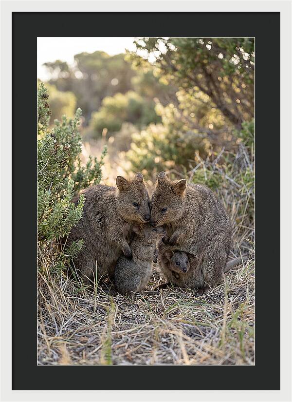 Quokka Family Embrace