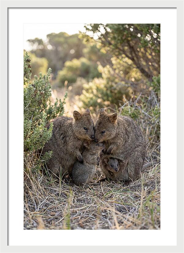 Quokka Family Embrace
