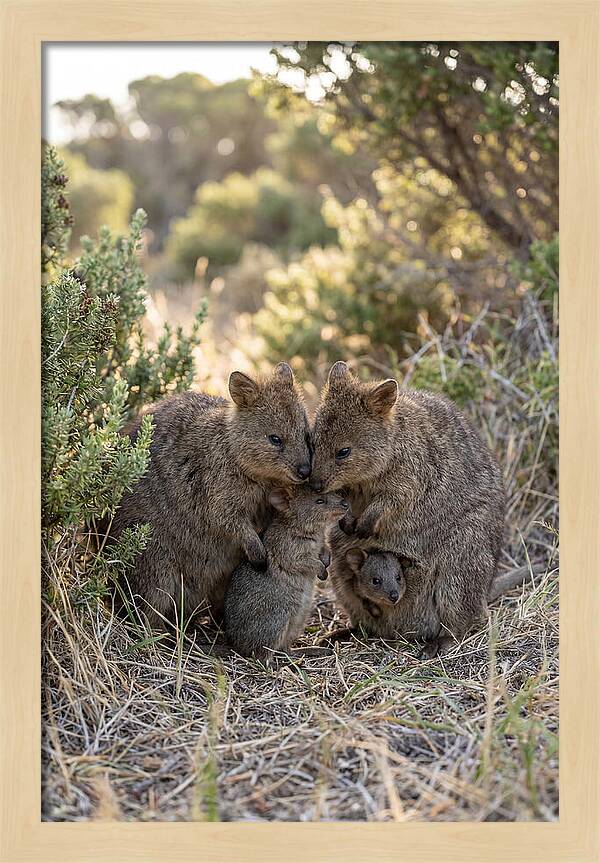 Quokka Family Embrace