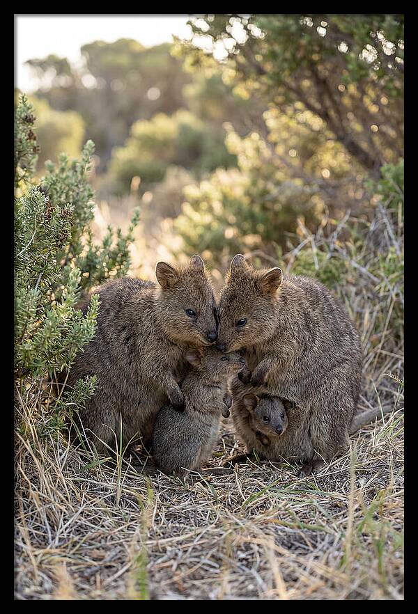 Quokka Family Embrace