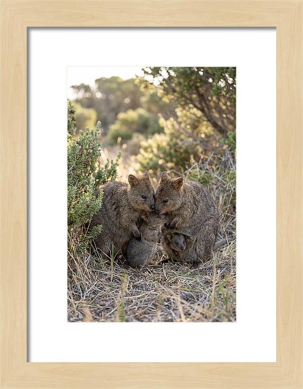 Quokka Family Embrace