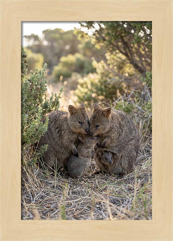 Quokka Family Embrace