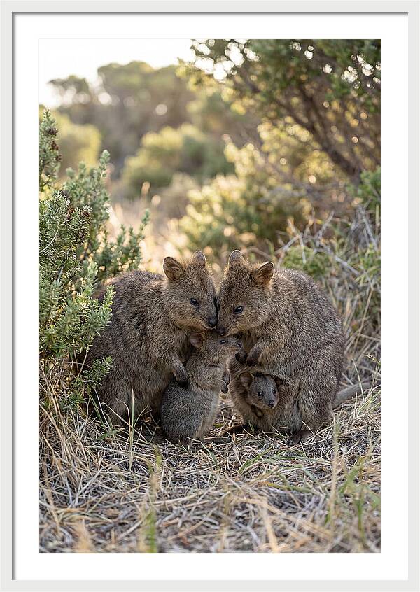 Quokka Family Embrace