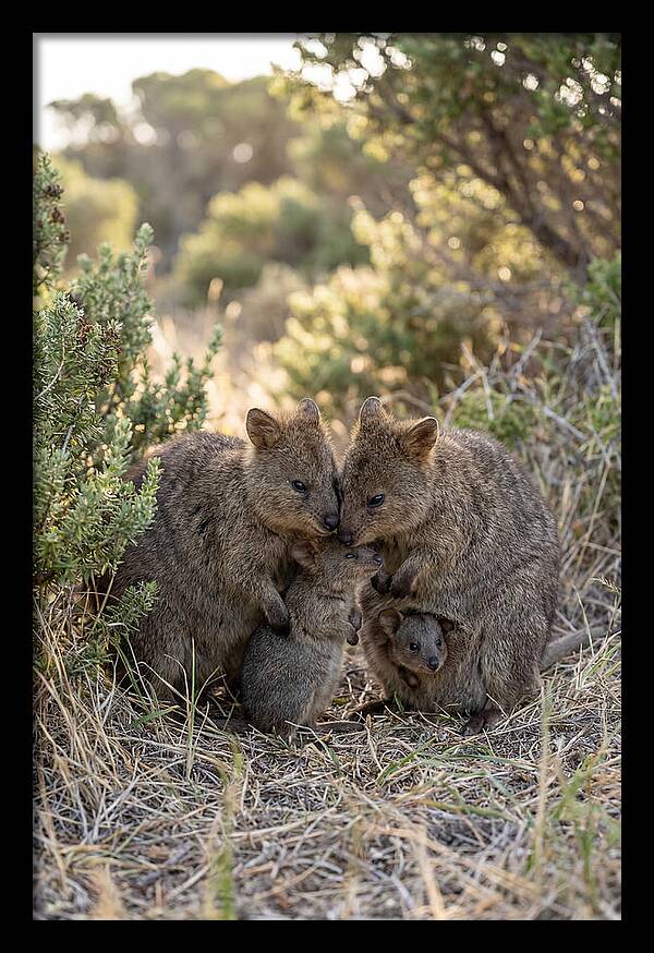 Quokka Family Embrace