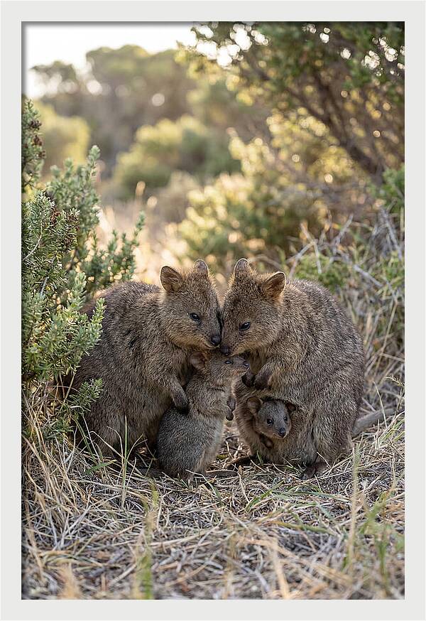 Quokka Family Embrace