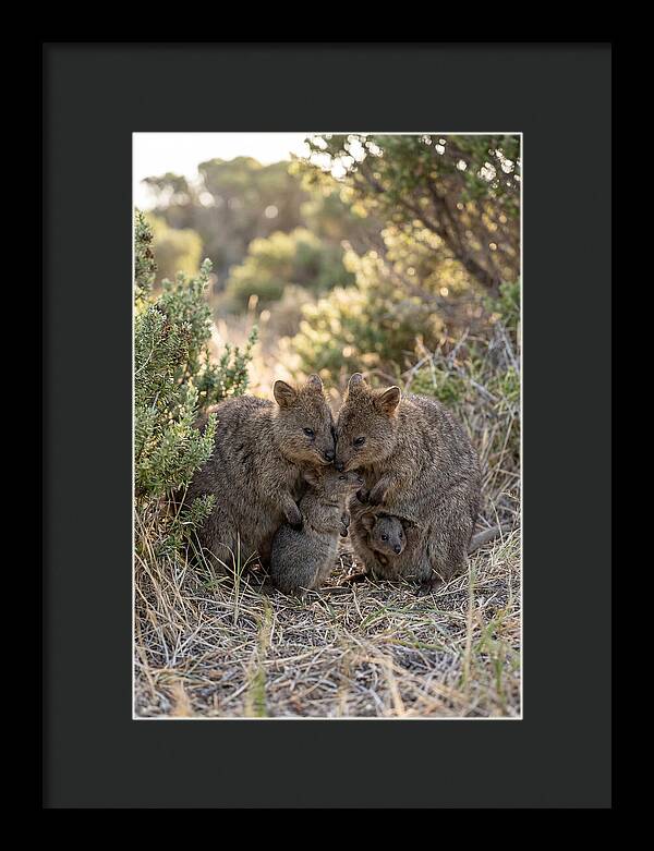 Quokka Family Embrace