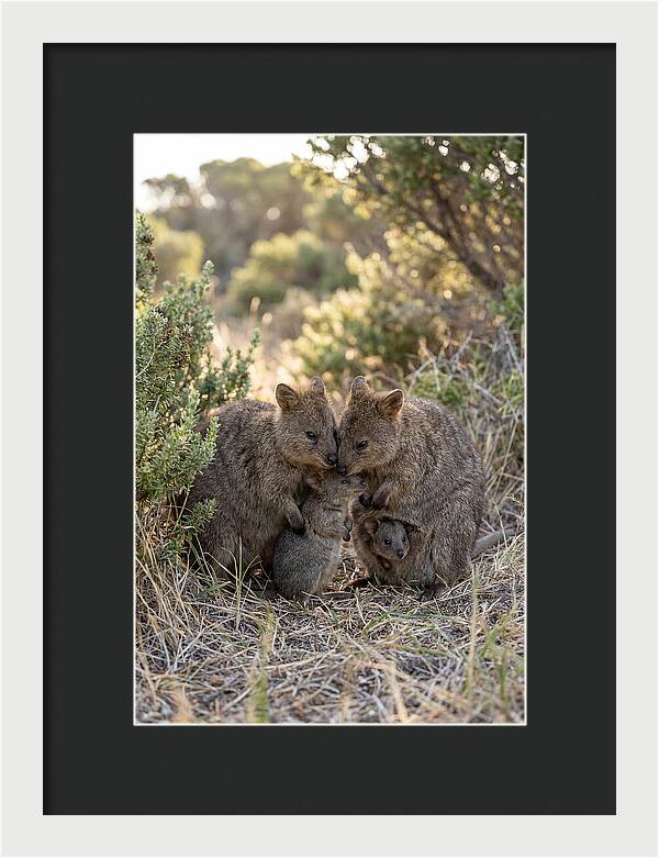 Quokka Family Embrace