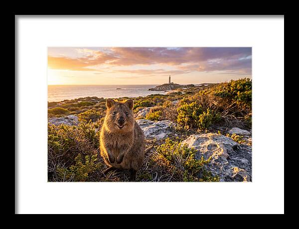 Quokka Smiling At Sunset