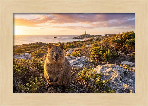 Quokka Smiling At Sunset