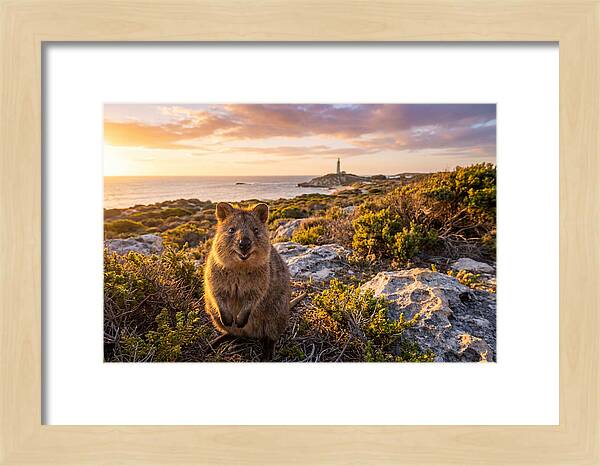 Quokka Smiling At Sunset