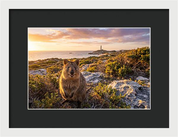 Quokka Smiling At Sunset