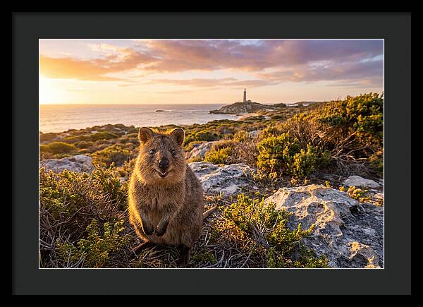 Quokka Smiling At Sunset