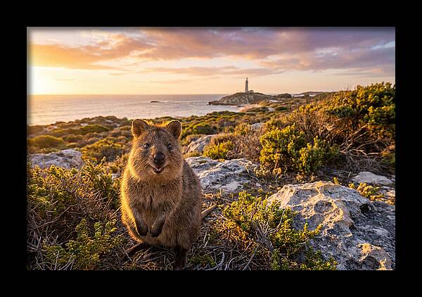 Quokka Smiling At Sunset
