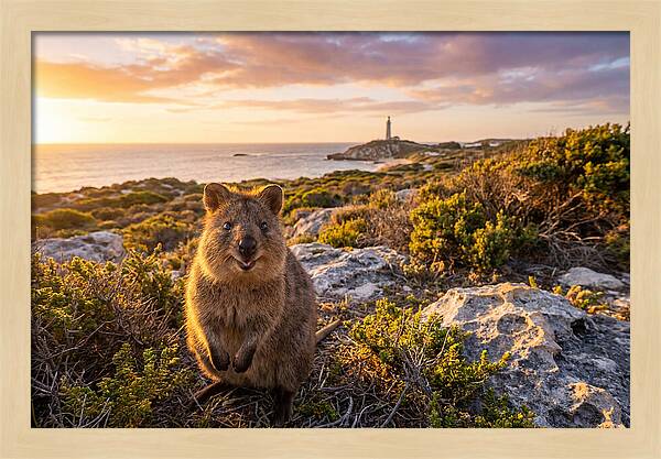 Quokka Smiling At Sunset