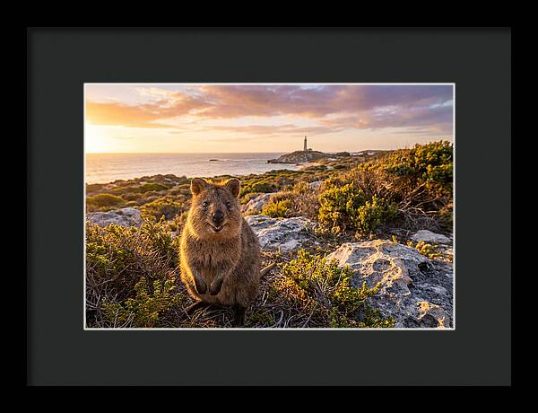 Quokka Smiling At Sunset