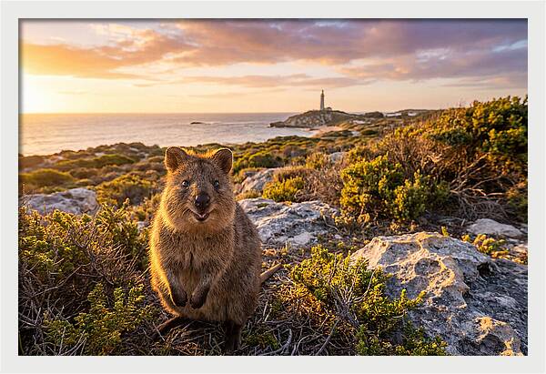 Quokka Smiling At Sunset