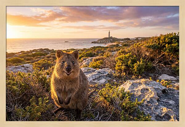 Quokka Smiling At Sunset