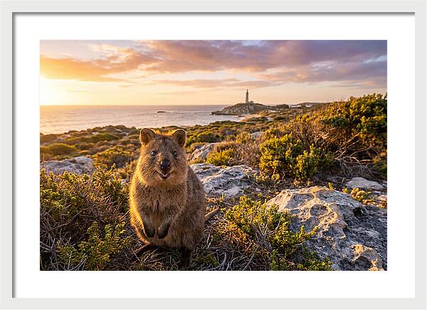 Quokka Smiling At Sunset