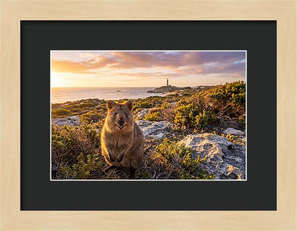 Quokka Smiling At Sunset